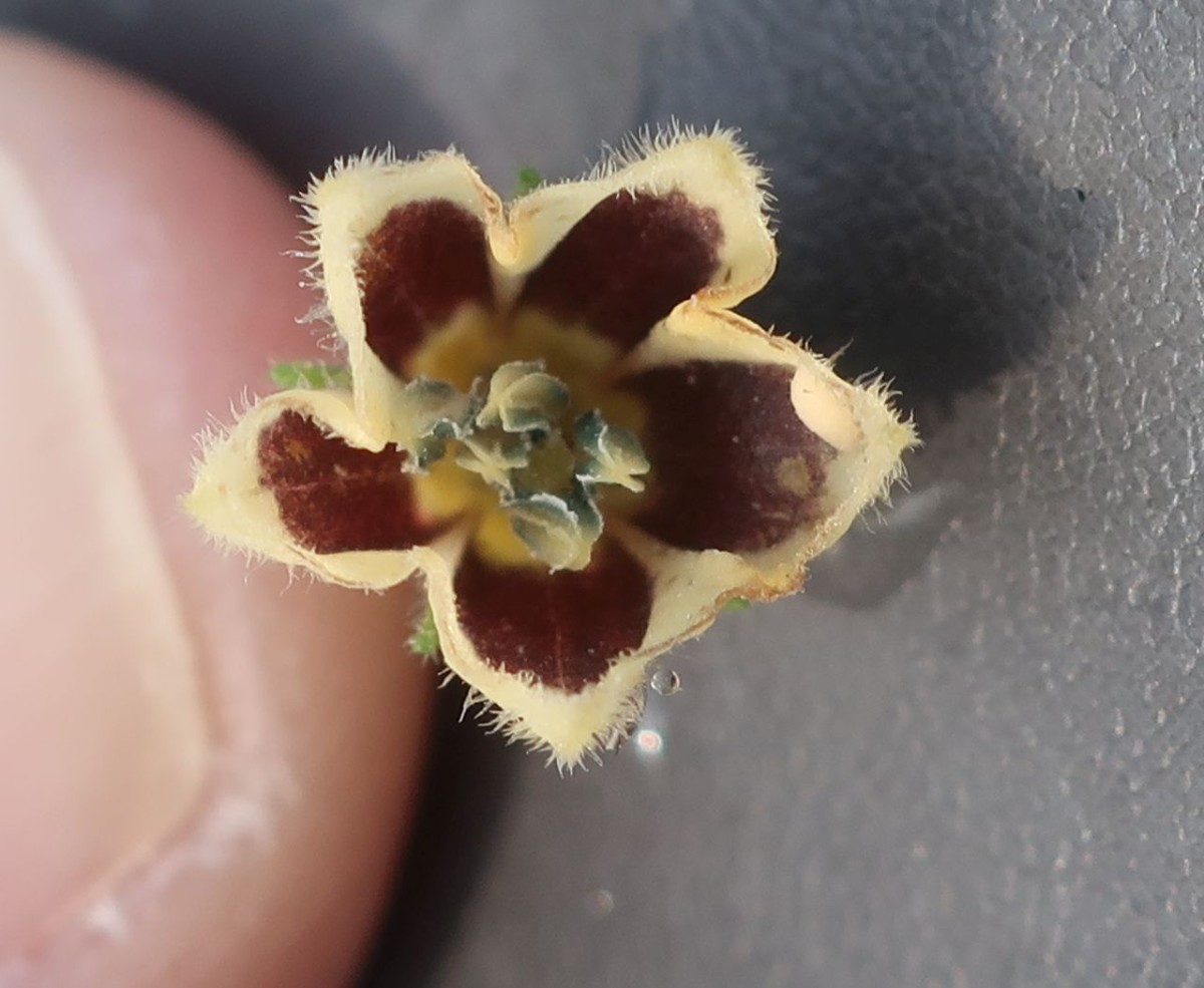 Physalis_LIF 4_2024-10-18.jpg