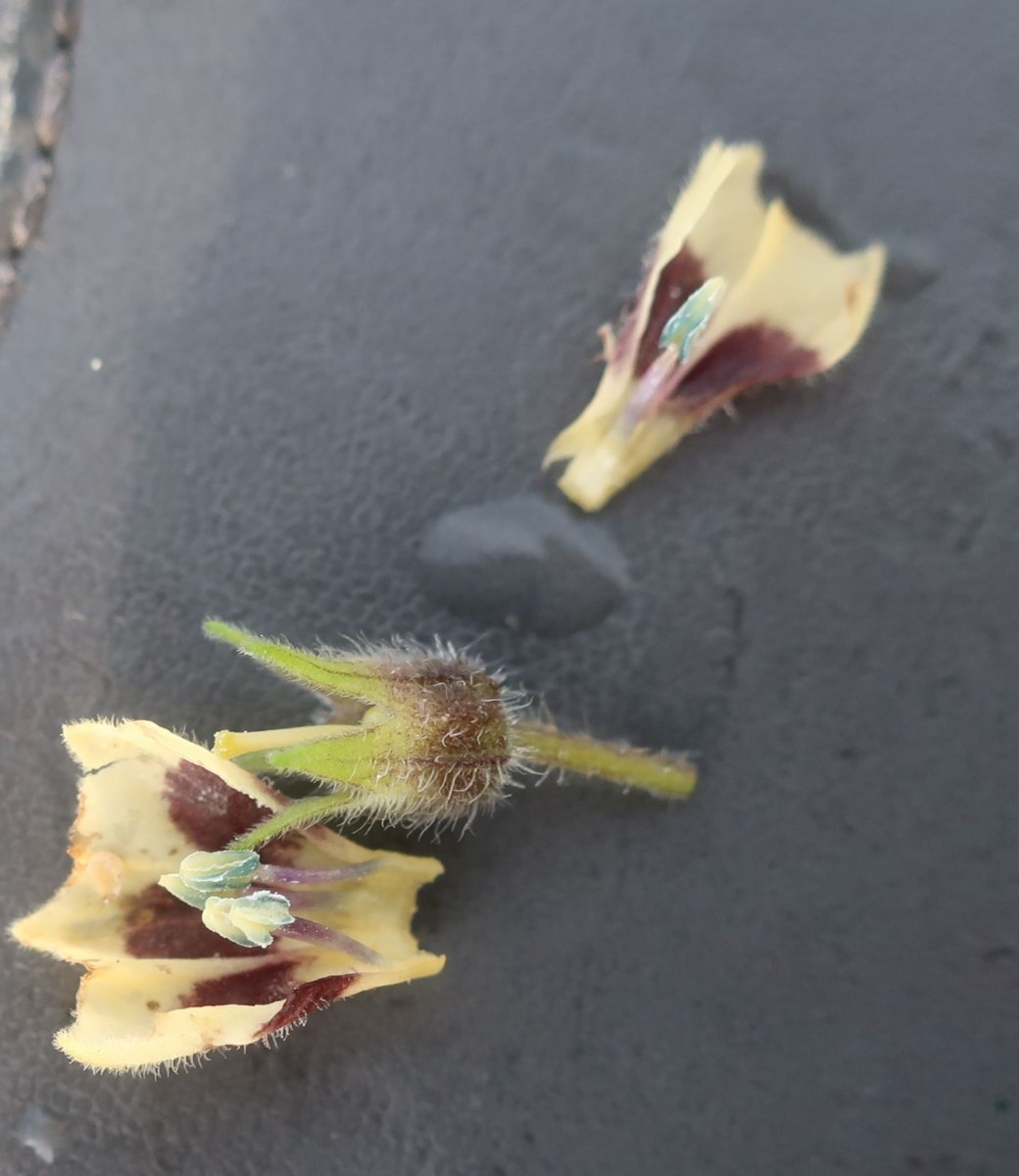 Physalis_LIF 5_2024-10-18.jpg