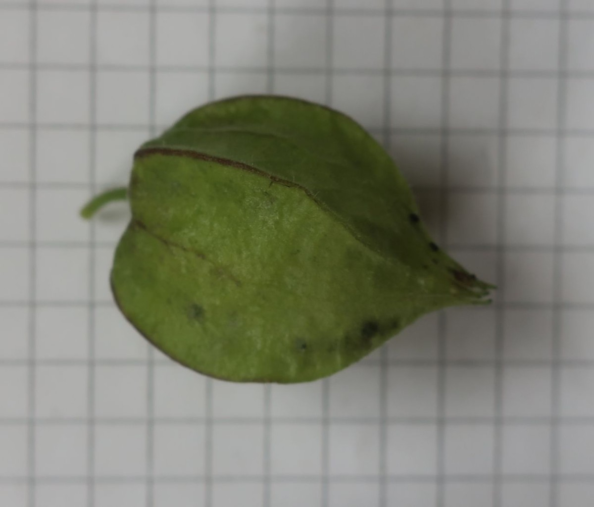 Physalis_LIF 7_2024-10-18.jpg