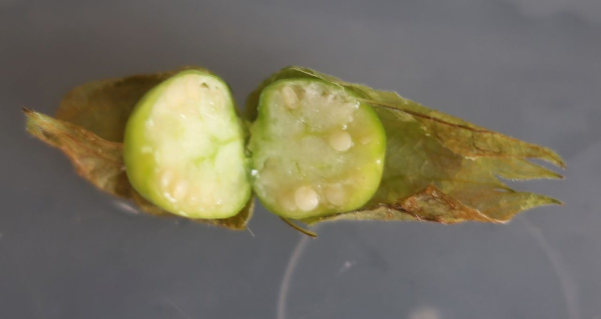 Physalis_LIF 8_2024-10-18.jpg