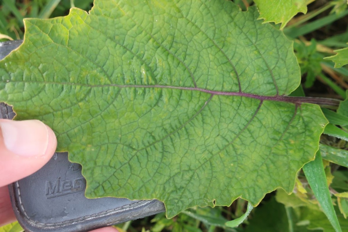 Physalis_LIF 1_2024-10-18.jpg