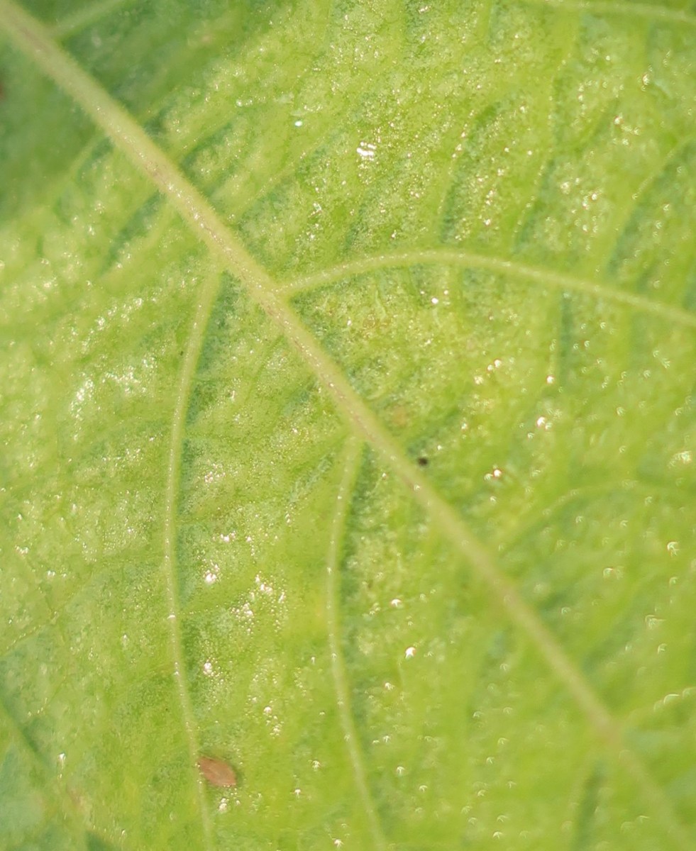 Physalis_LIF 2_2024-10-18.jpg