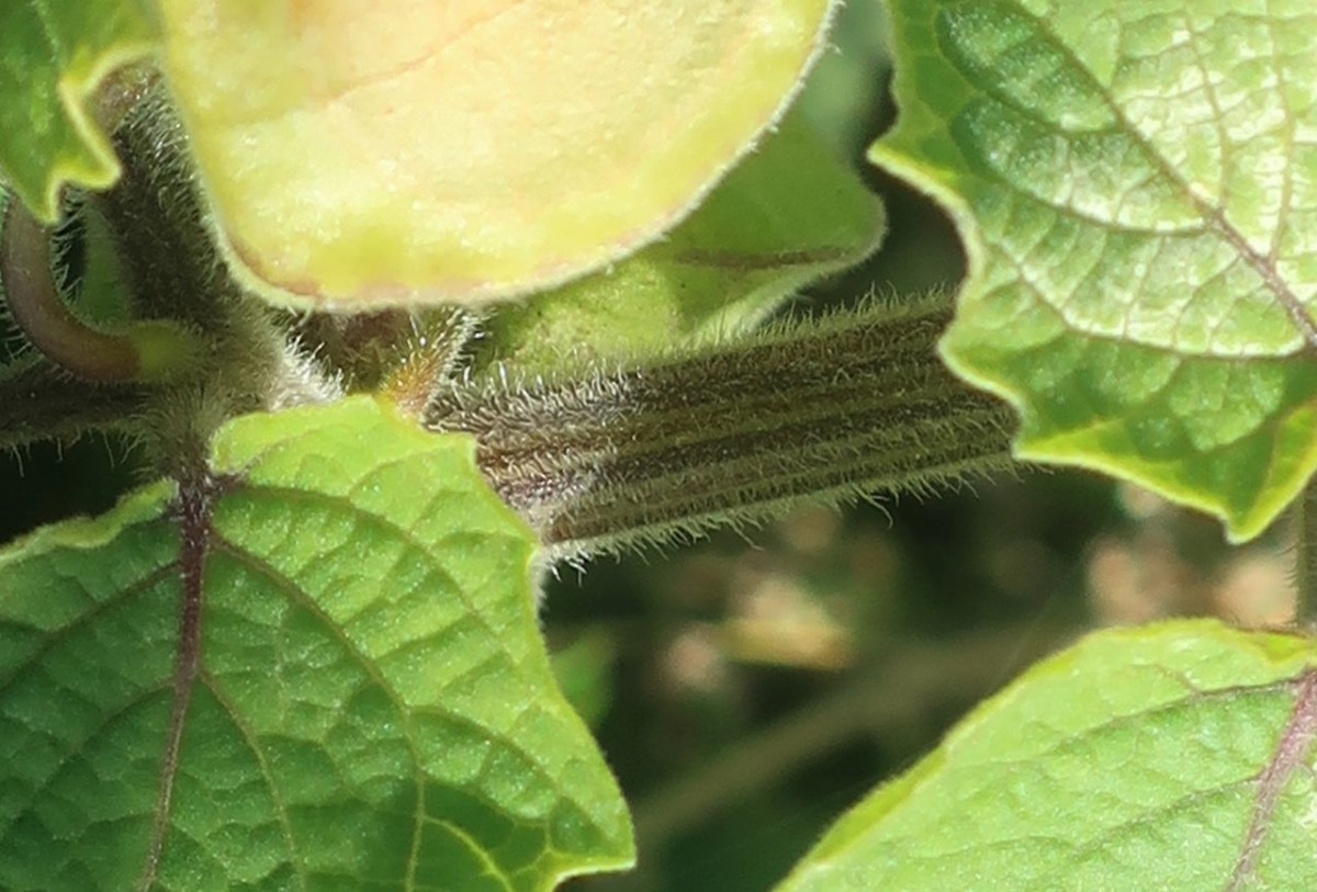 Physalis_LIF 4_2024-10-16.jpg