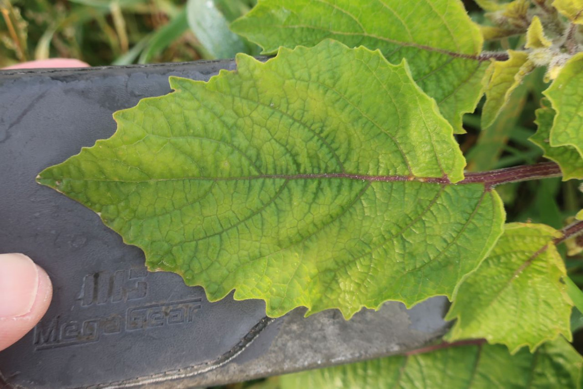 Physalis_LIF 9_2024-10-18.jpg