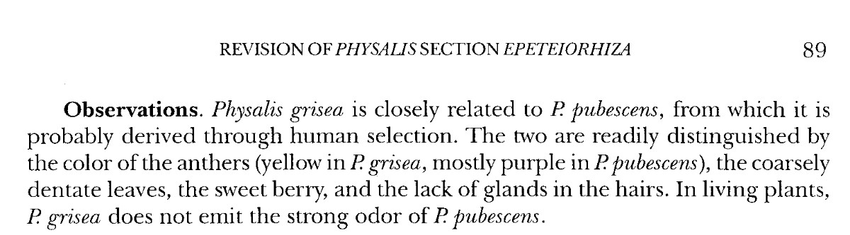 Anmerkungen zu Physalis grisea.jpg
