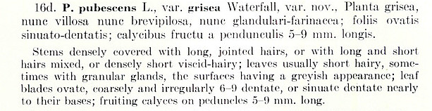 Physalis pubescens var. grisea.jpg