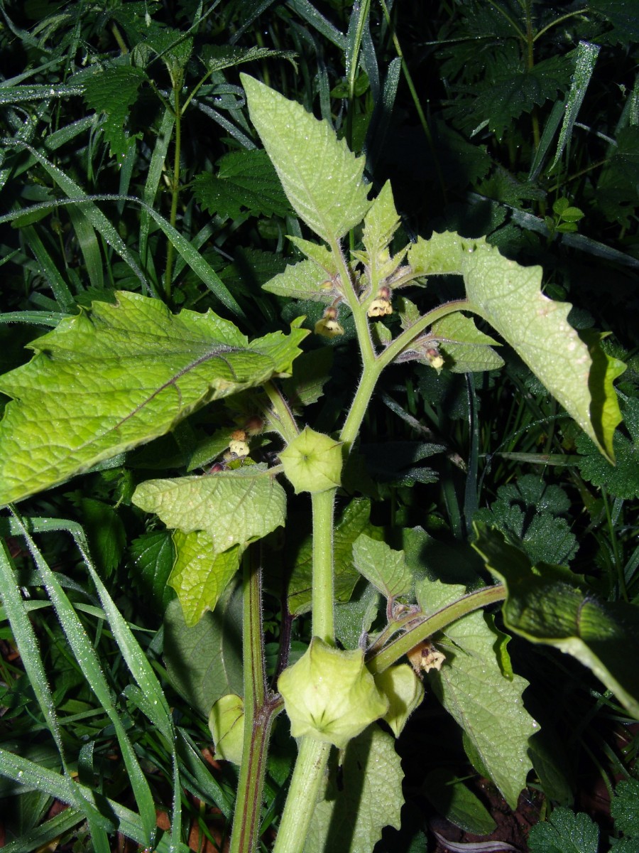 Physalis grisea x Söllingen Schnellermühle G06.jpg