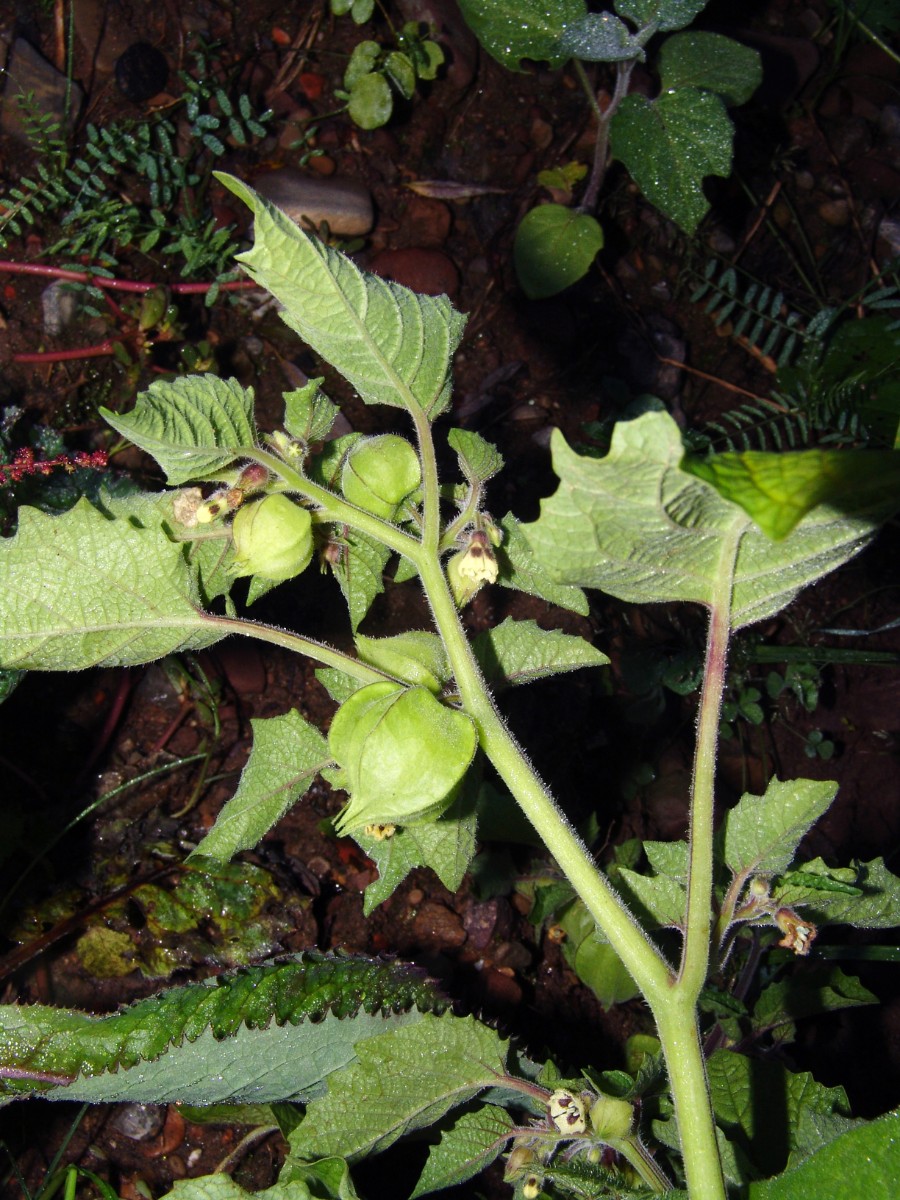 Physalis grisea x Söllingen Schnellermühle G15.jpg