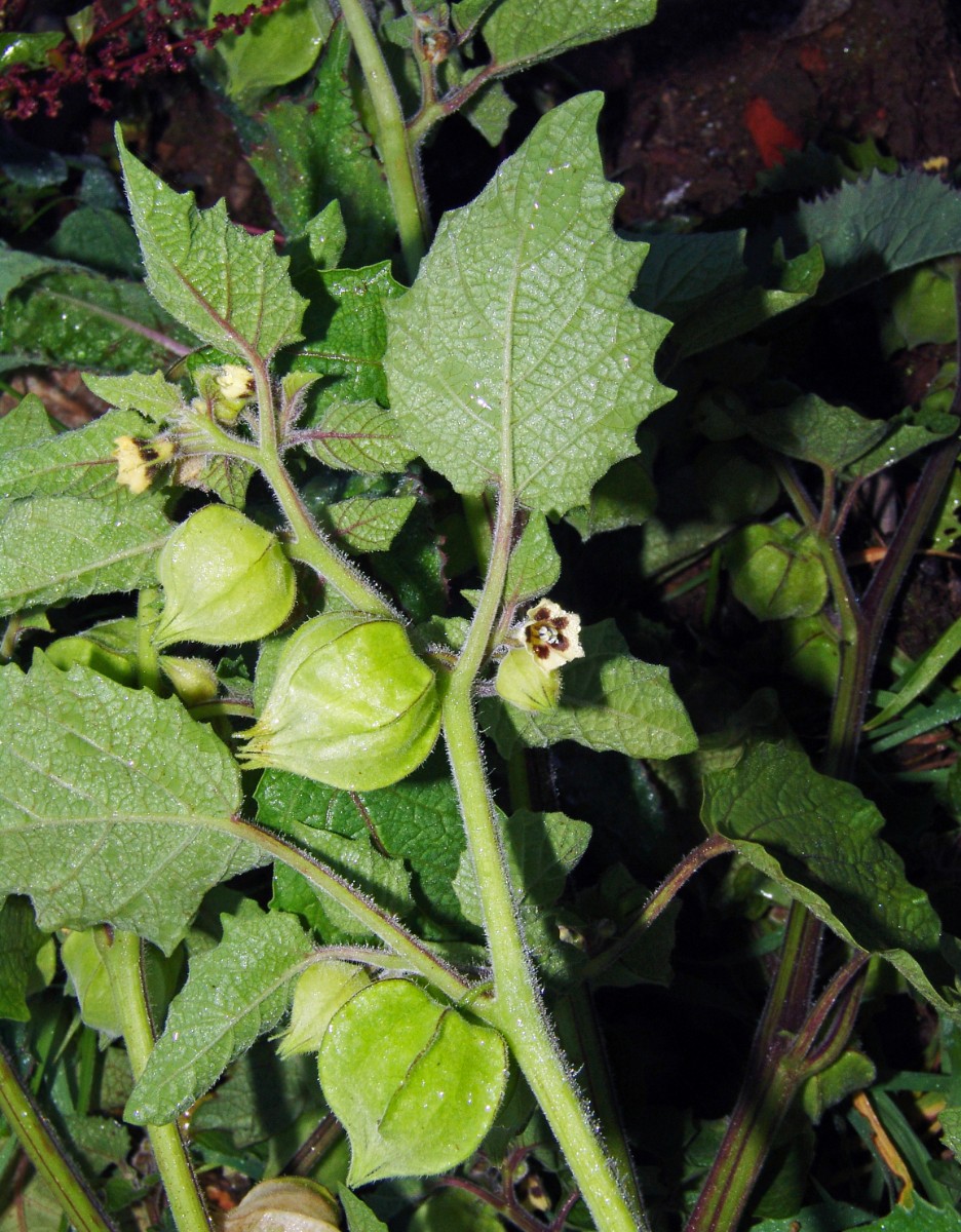 Physalis grisea x Söllingen Schnellermühle G17.jpg