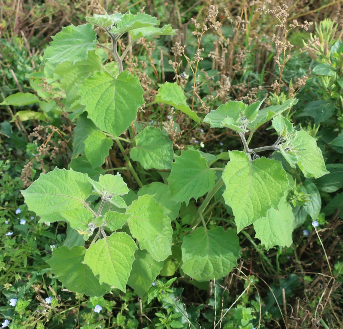 Physalis 7_LIF_2024-10-19.jpg