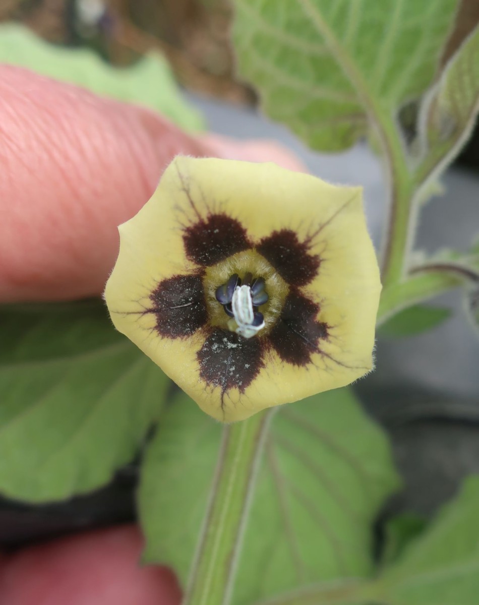 Physalis 5_LIF_2024-10-19.jpg