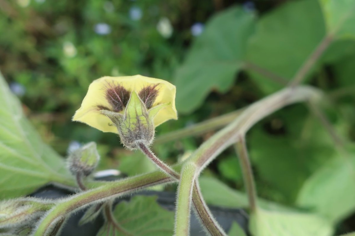 Physalis 8_LIF_2024-10-19.jpg