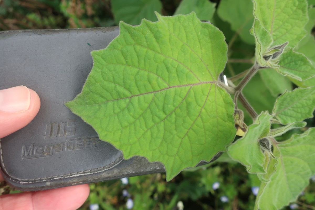 Physalis 3_LIF_2024-10-19.jpg