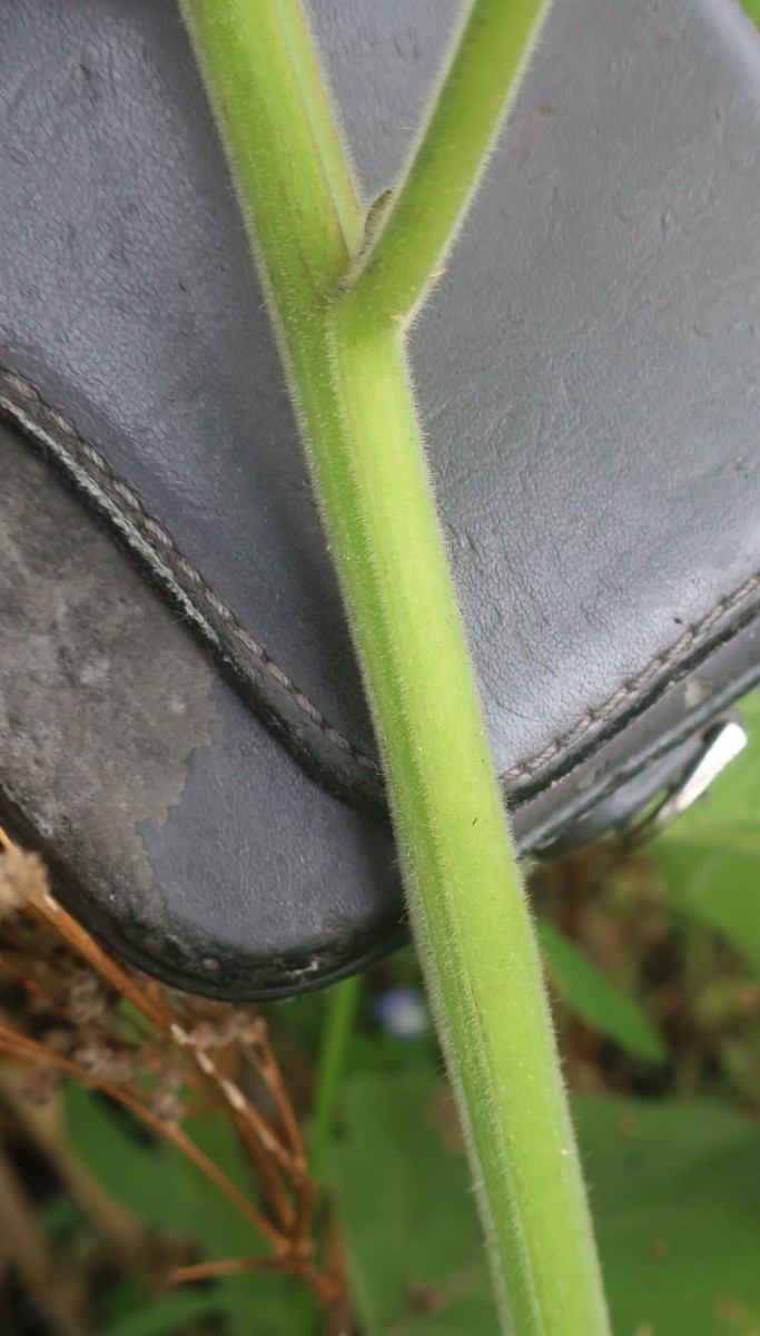 Physalis 6_LIF_2024-10-19.jpg