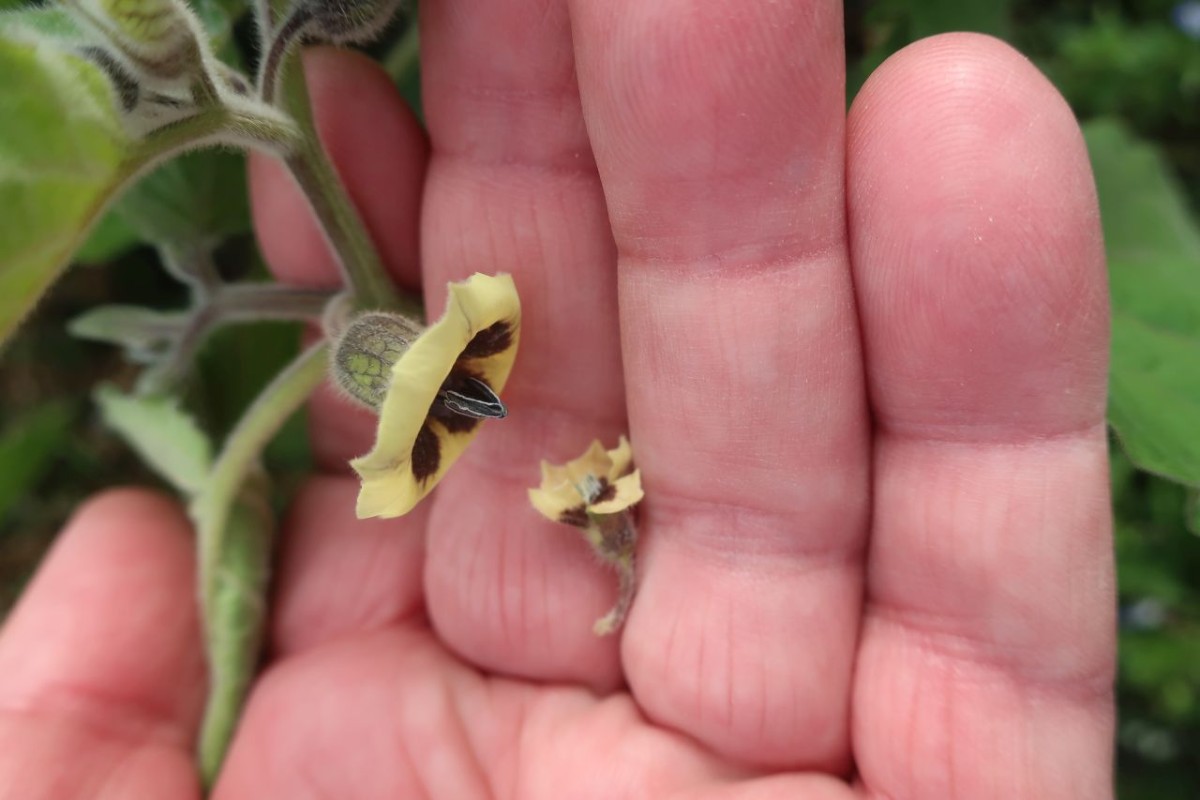 Physalis 10_LIF_2024-10-19.jpg