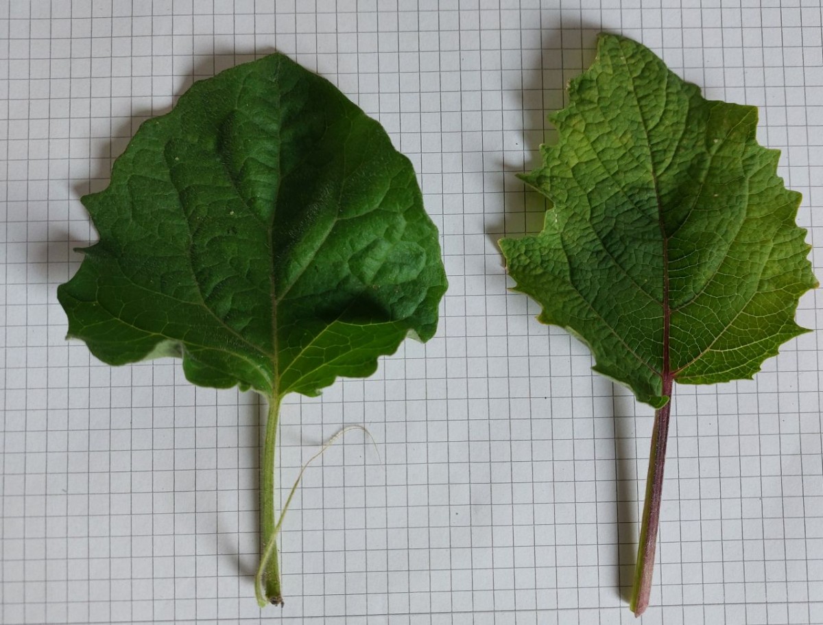 Physalis 1_LIF_2024-10-19.jpg