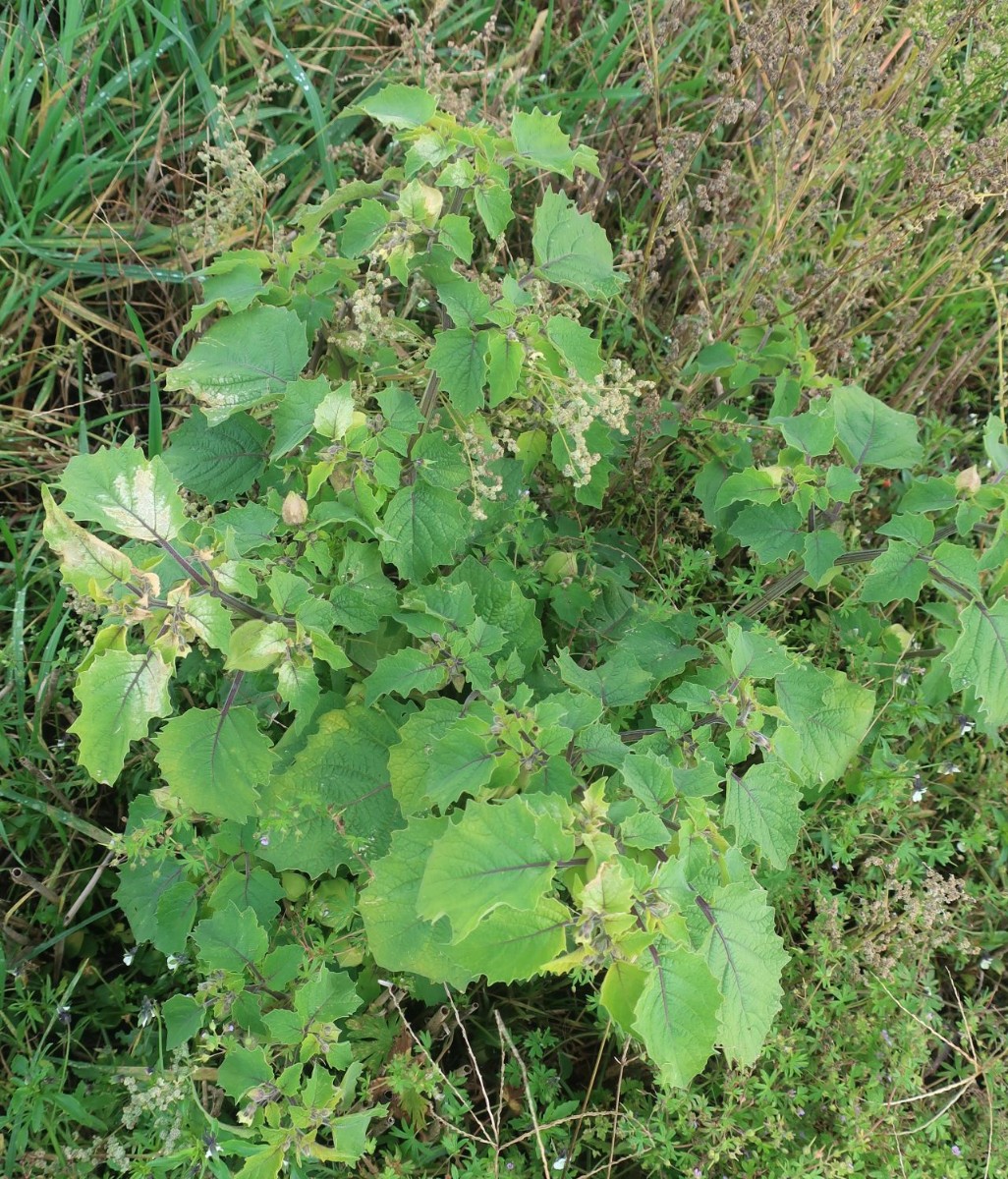 Physalis 4_LIF_2024-10-19.jpg