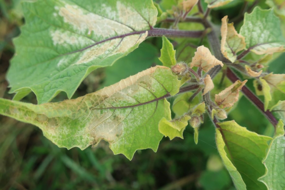 Physalis 5_LIF_2024-10-19.jpg