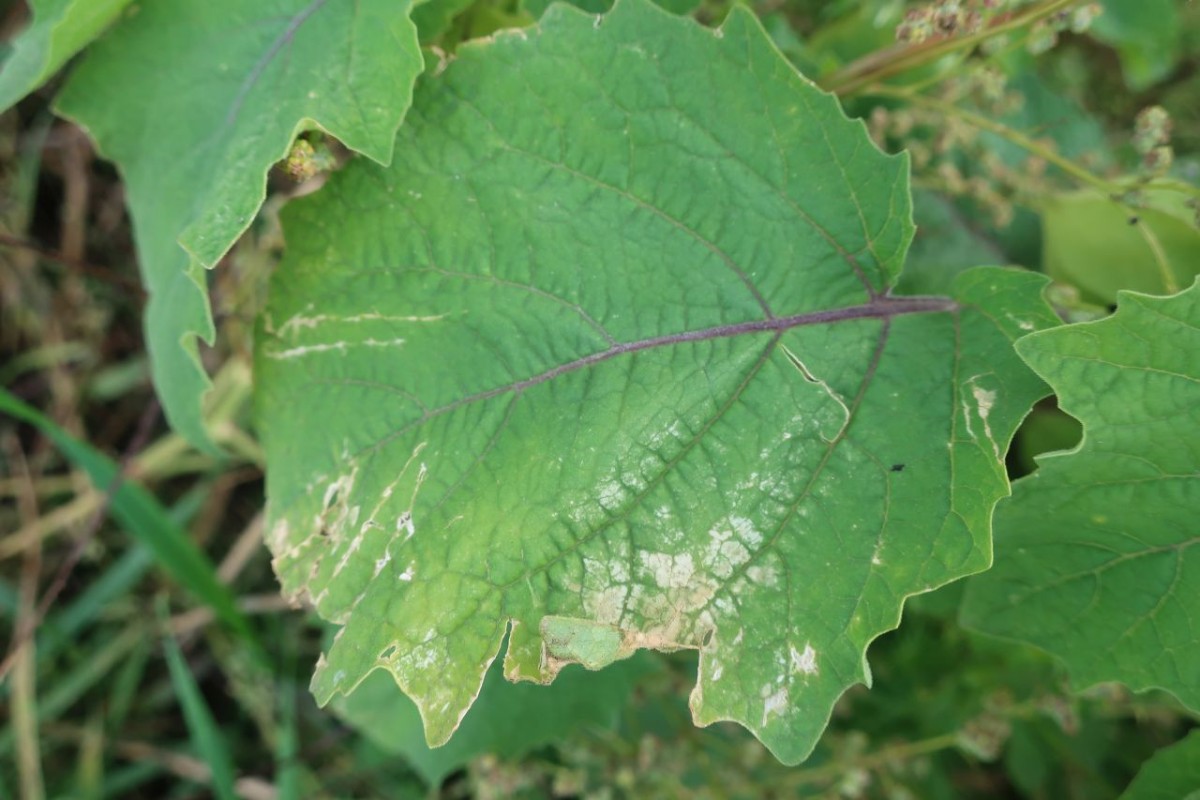 Physalis 6_LIF_2024-10-19.jpg