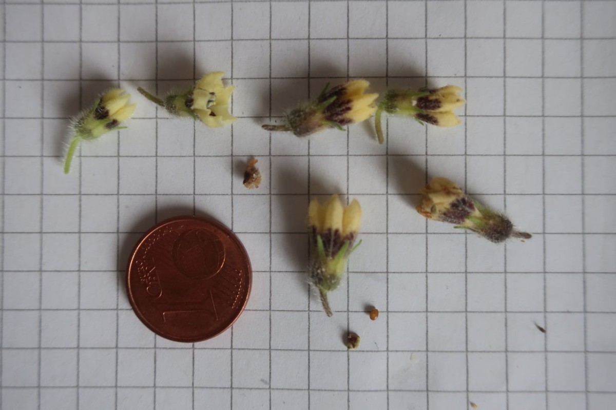 Physalis 7_LIF_2024-10-19.jpg