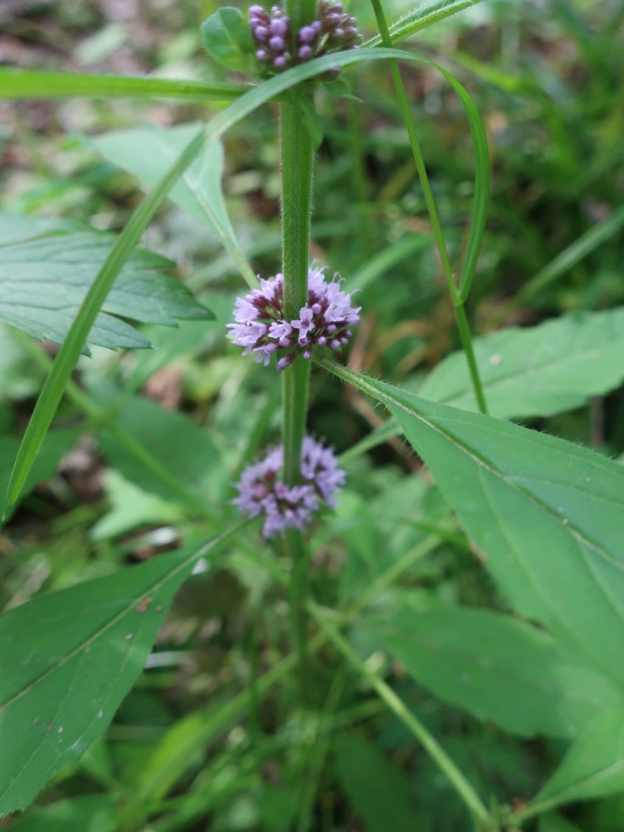 2020-07-19_Mentha arvensis ssp austriaca 1_Kleine Asslitz.jpg