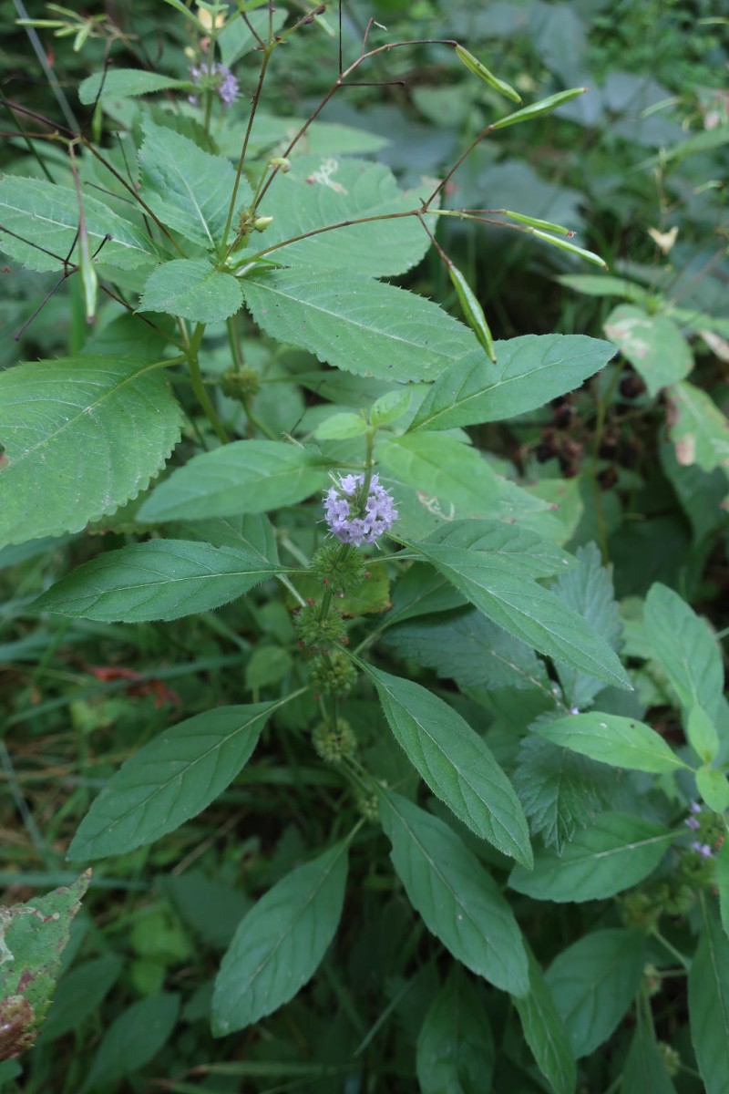 2021-09-14_Mentha arvensis ssp austriaca 1_LIF.jpg