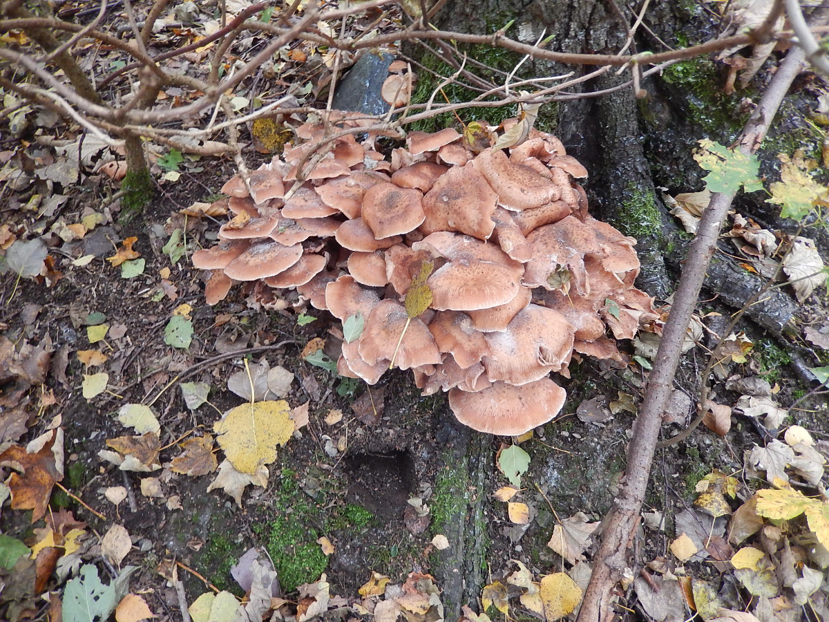 DSCN5960.JPG