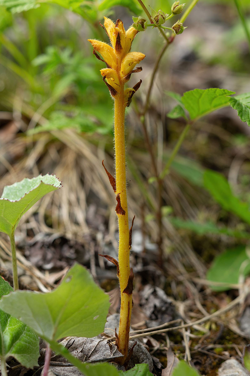 Orobanche flava_0028.jpg