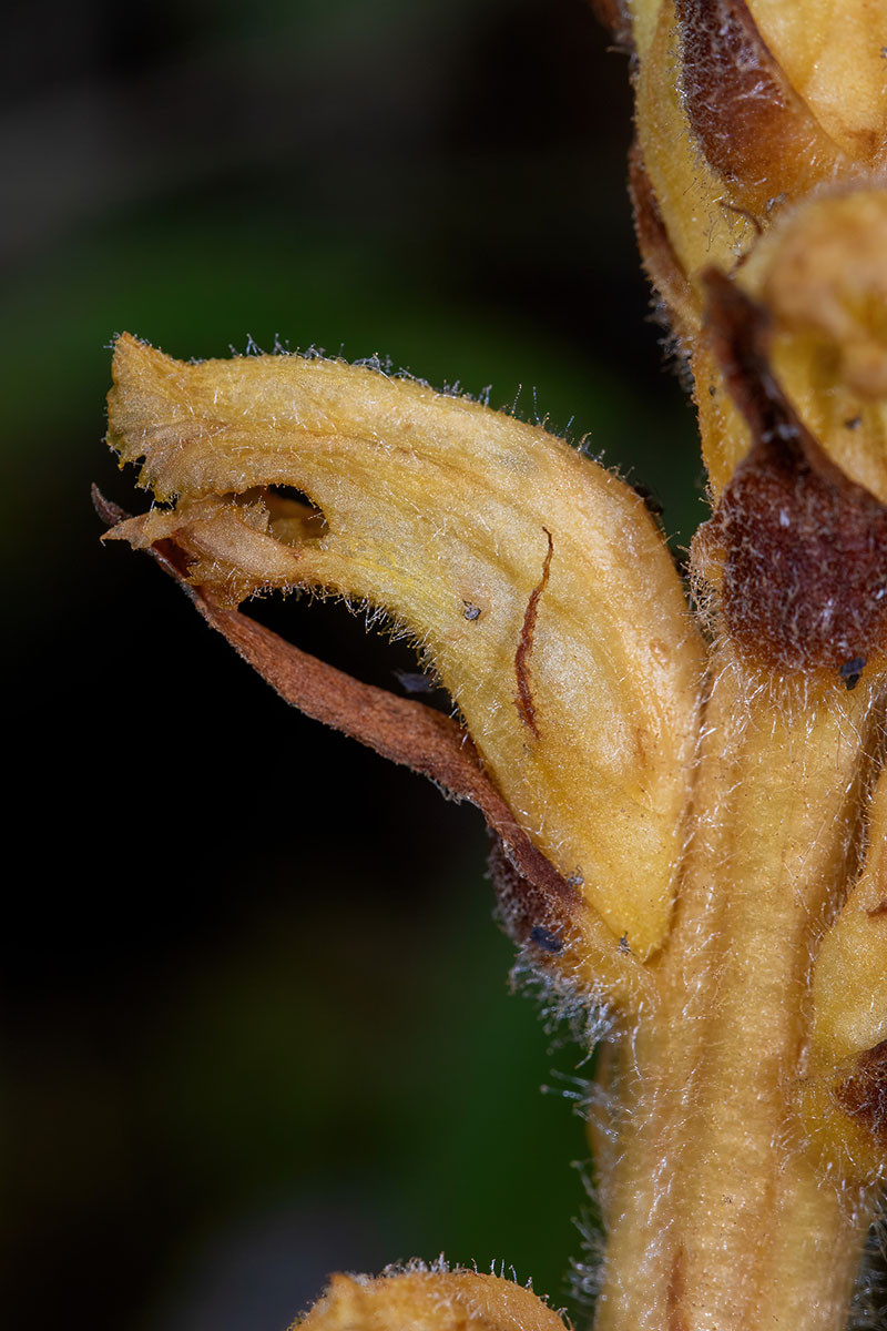 Orobanche flava_0843.jpg