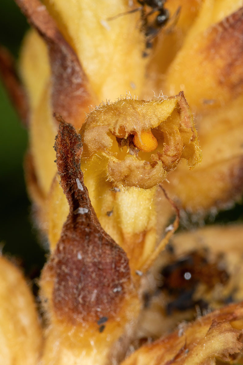 Orobanche flava_0847.jpg