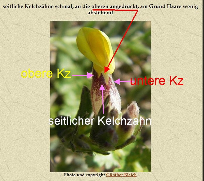 Ausschnitt aus Flora Germanica