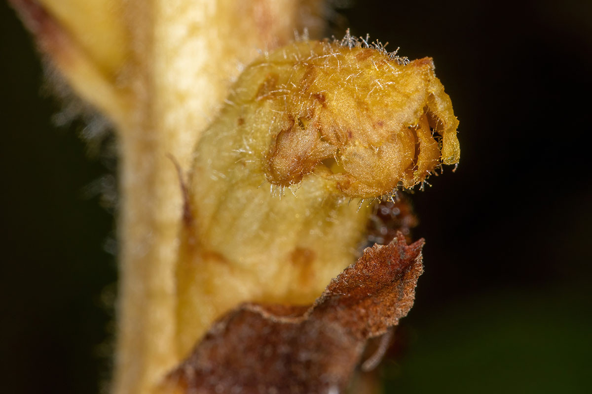 Orobanche flava_0858.jpg