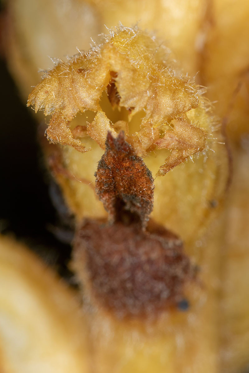 Orobanche flava_0860.jpg