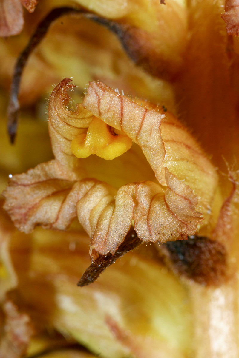 Orobanche_flava_Starnberg_02.jpg