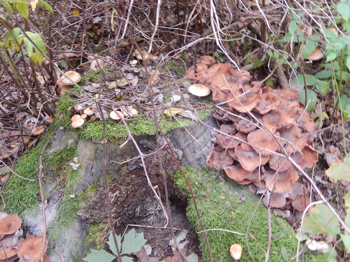 DSCN6009.JPG