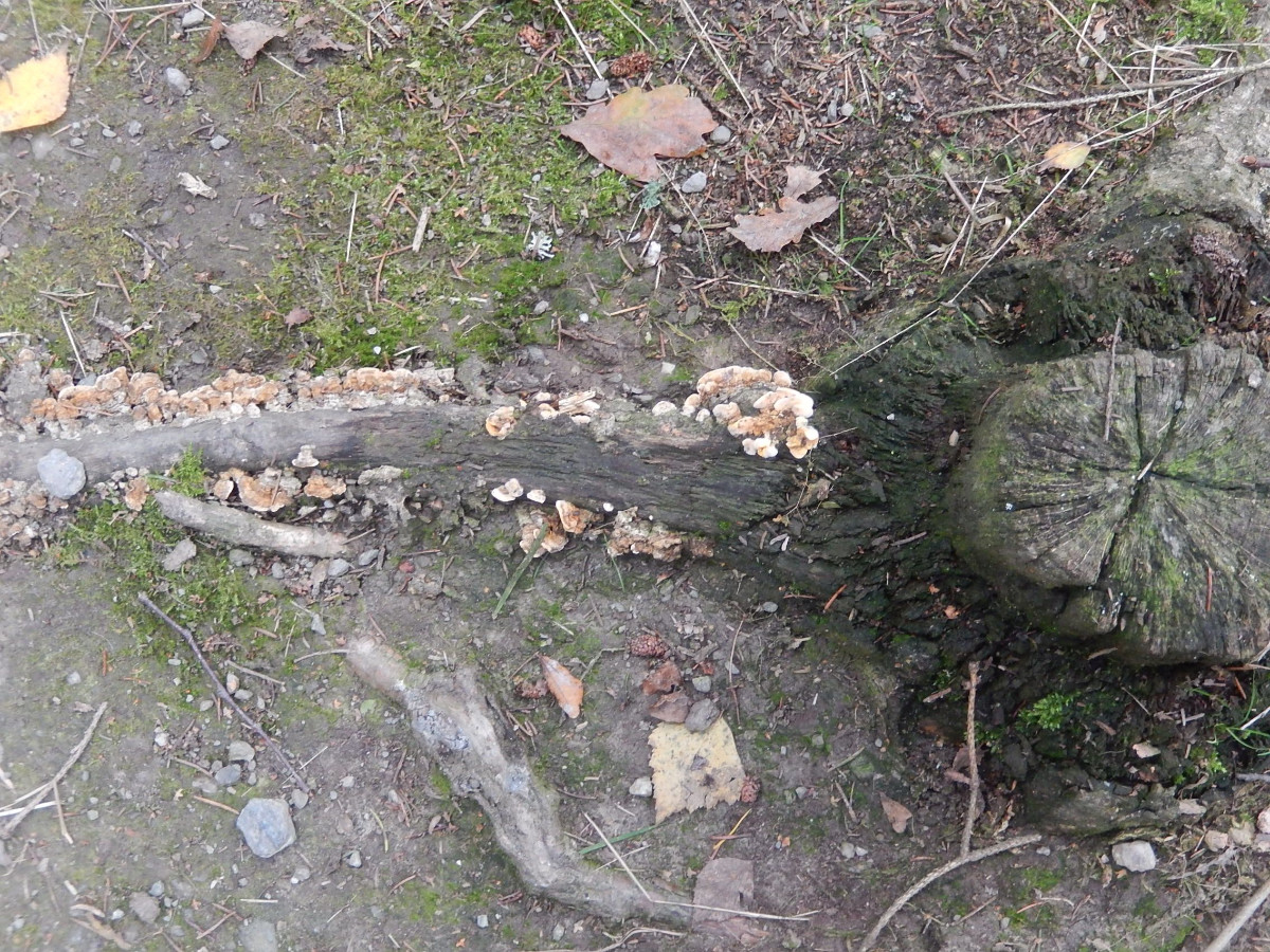 DSCN6004.JPG
