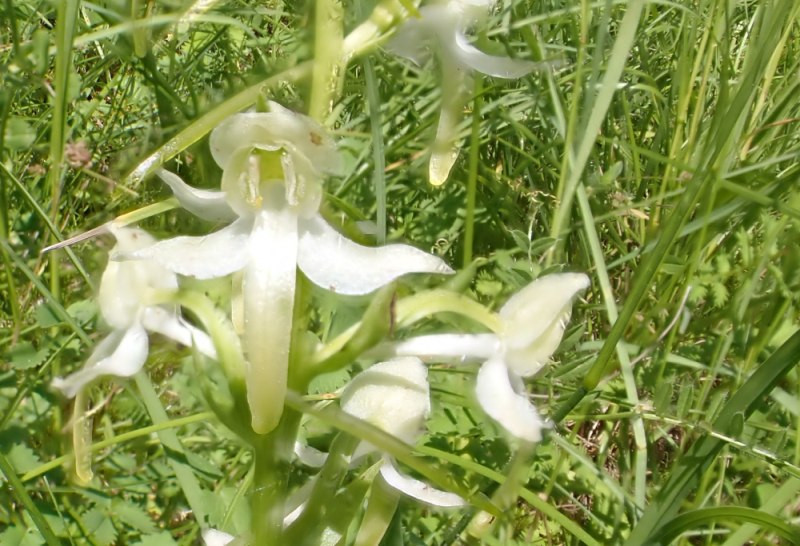 Platanthera_1.jpg