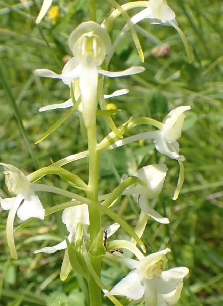 Platanthera_2.jpg