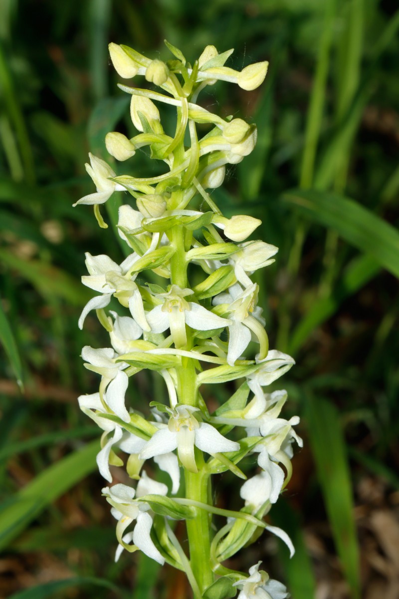 Platanthera muelleri 3 (typisch) Wiljre NL A01.jpg