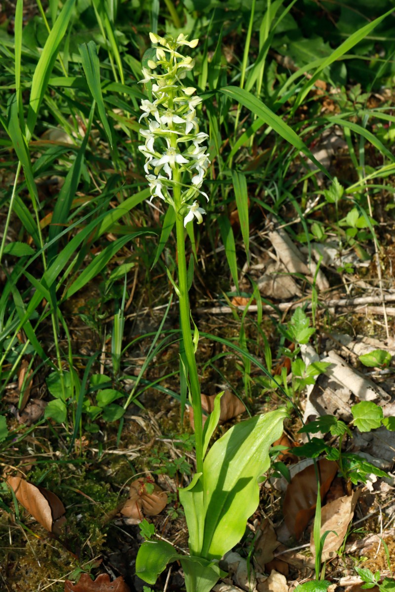 Platanthera muelleri 3 (typisch) Wiljre NL A02.jpg