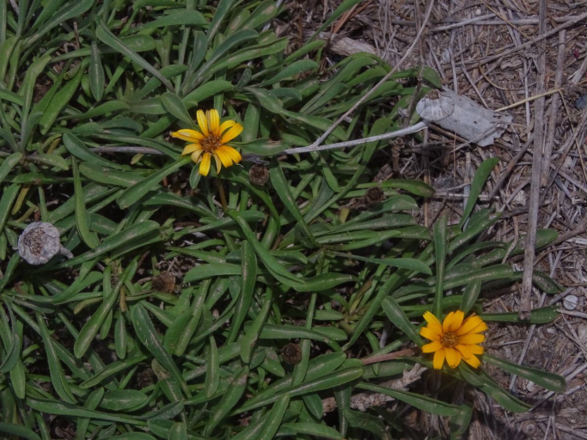 Pallenis maritma.JPG