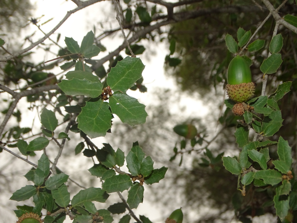 DSC00752.JPG
