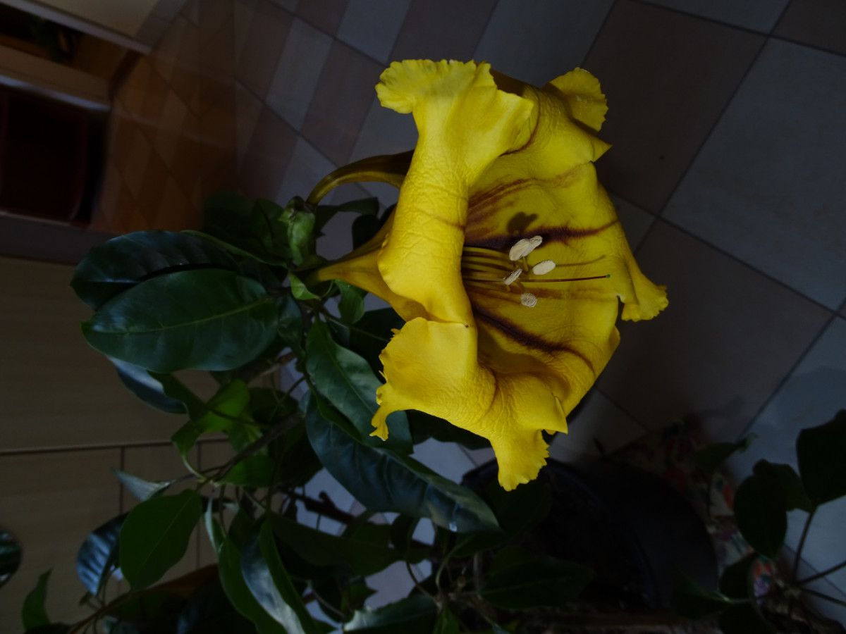 Solandra (2).JPG