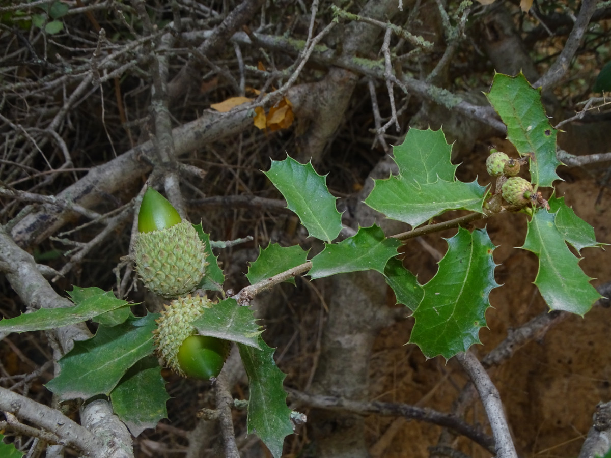 Quercus coccifera.JPG