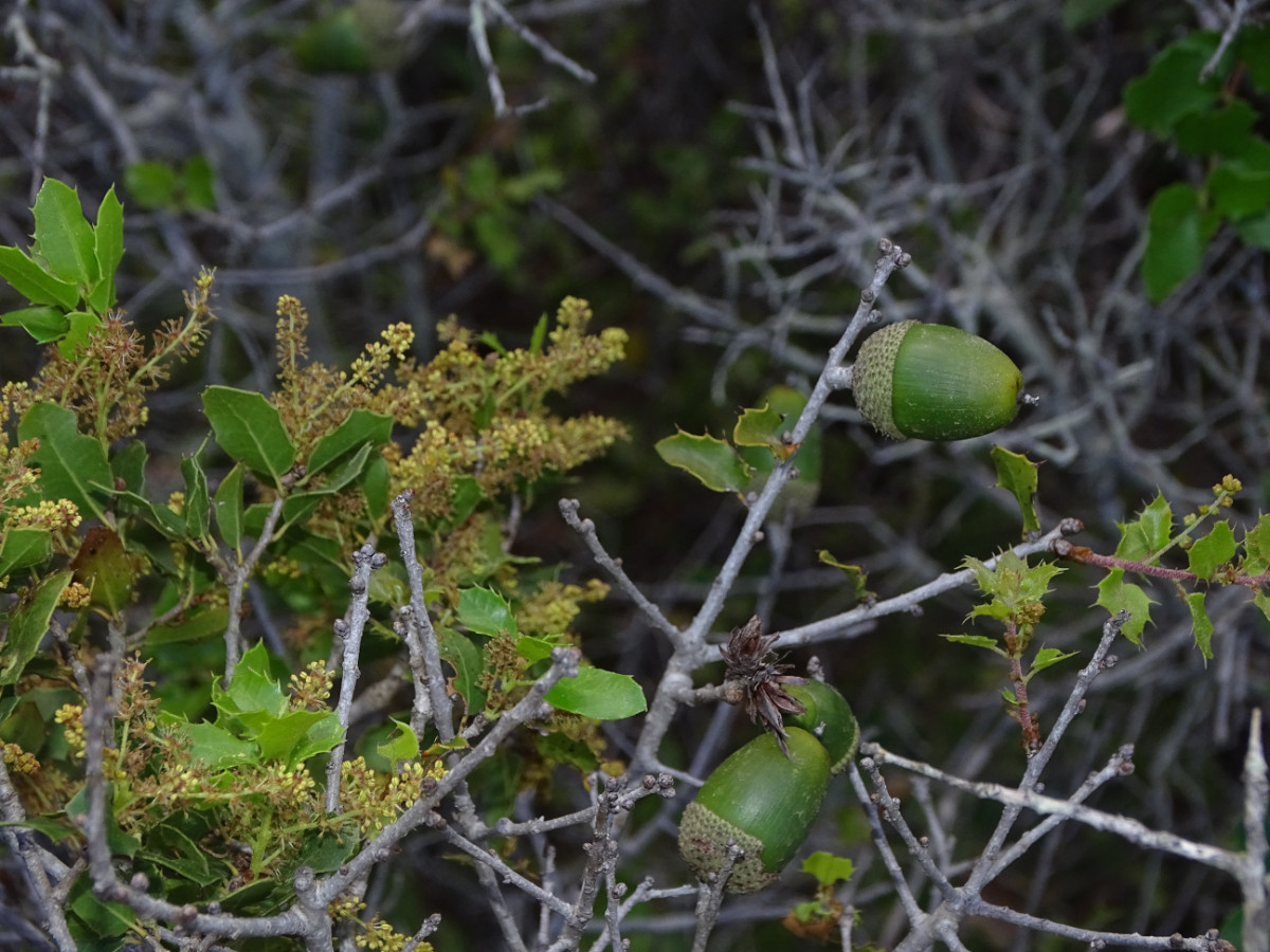 Quercus coccifera (3).JPG