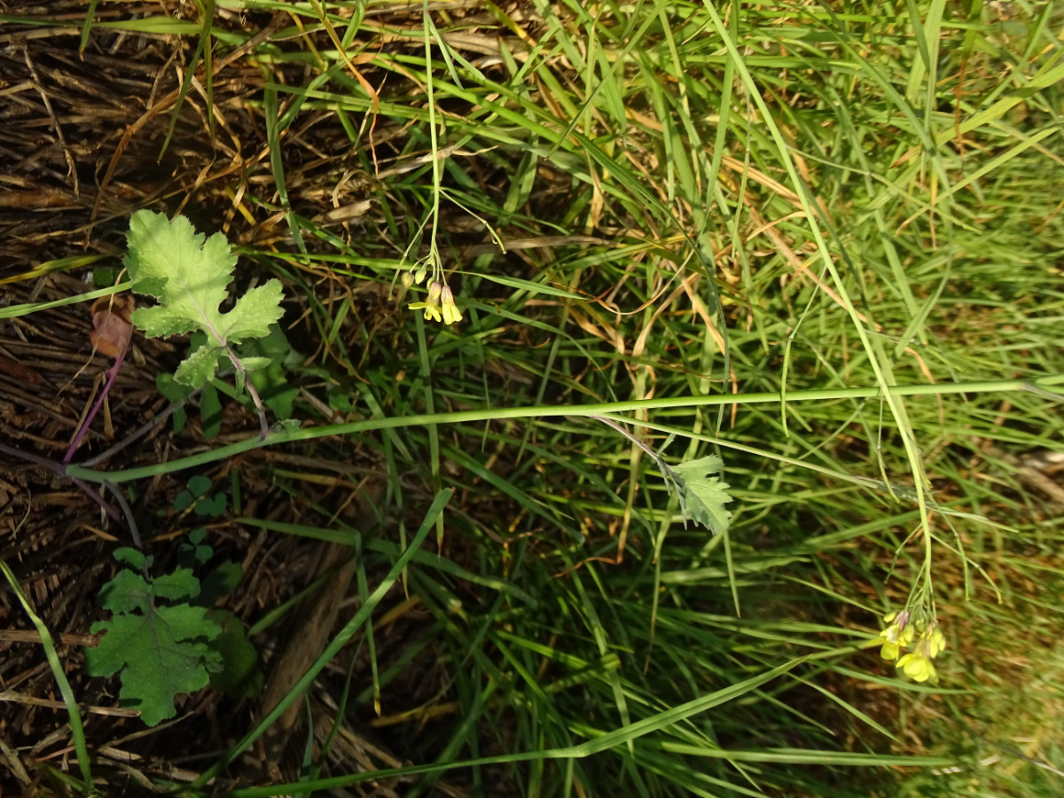 Brassica fruticulosa.JPG