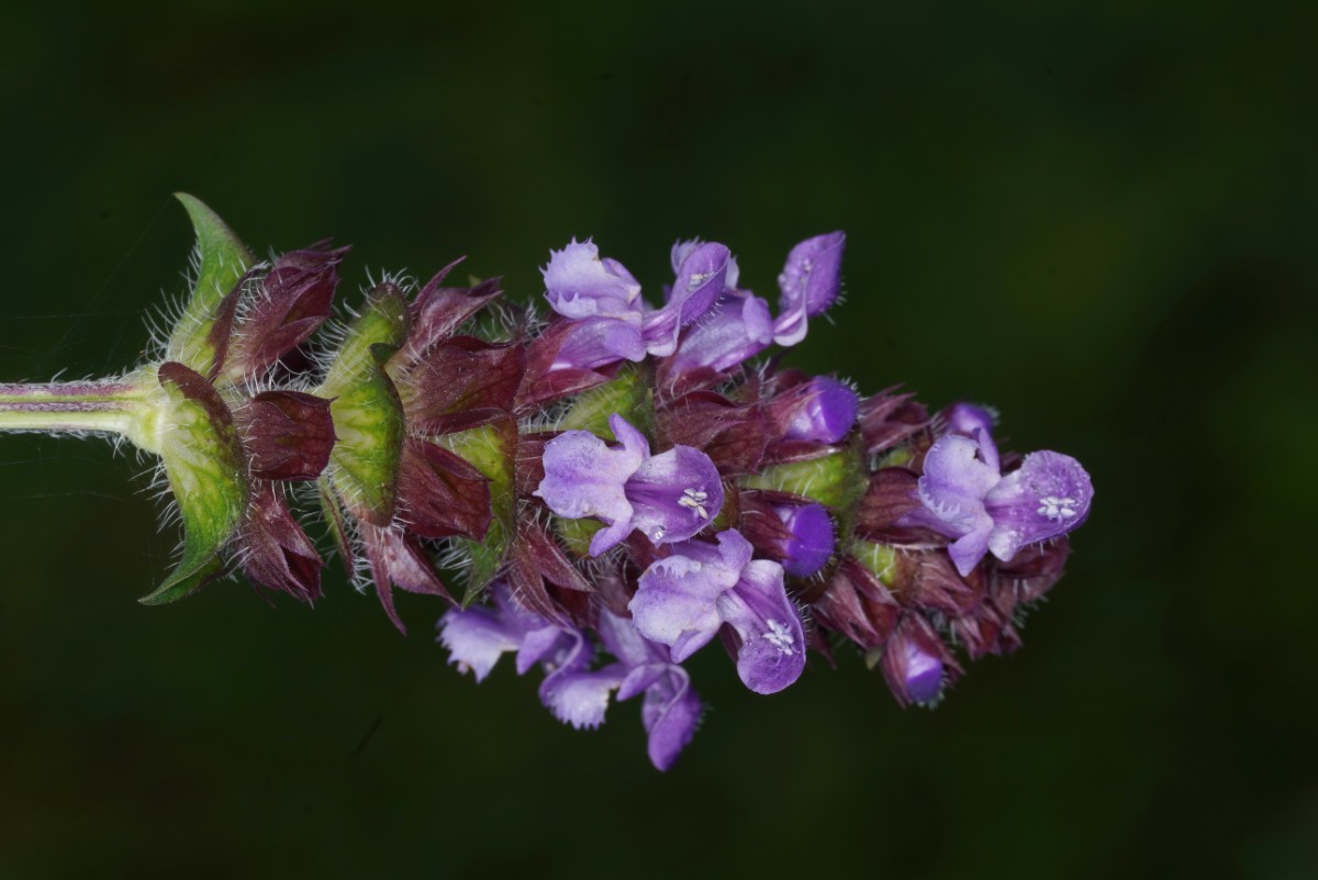 24A09994.JPG