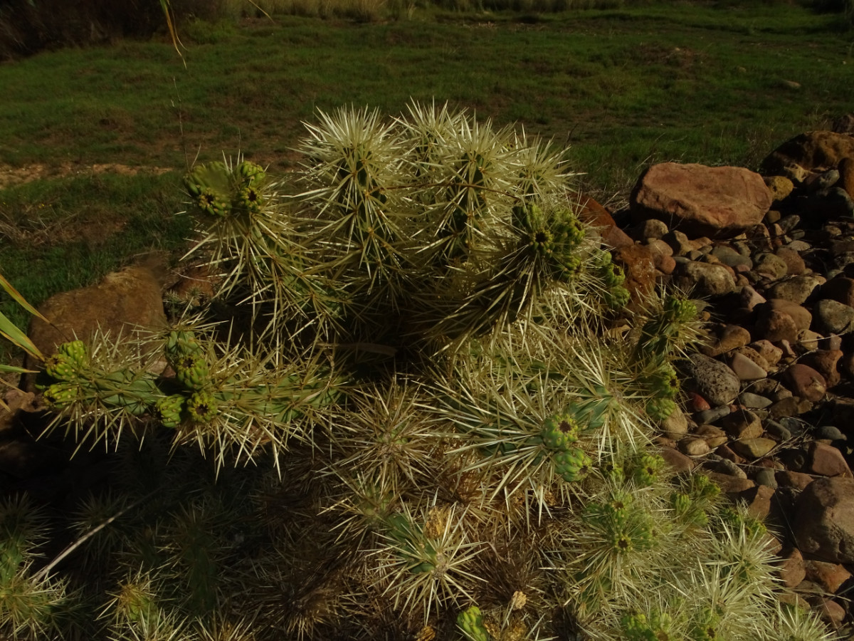 Cylindropuntia tunicata_pallida.JPG