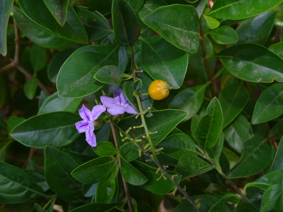 Duranta erecta.JPG
