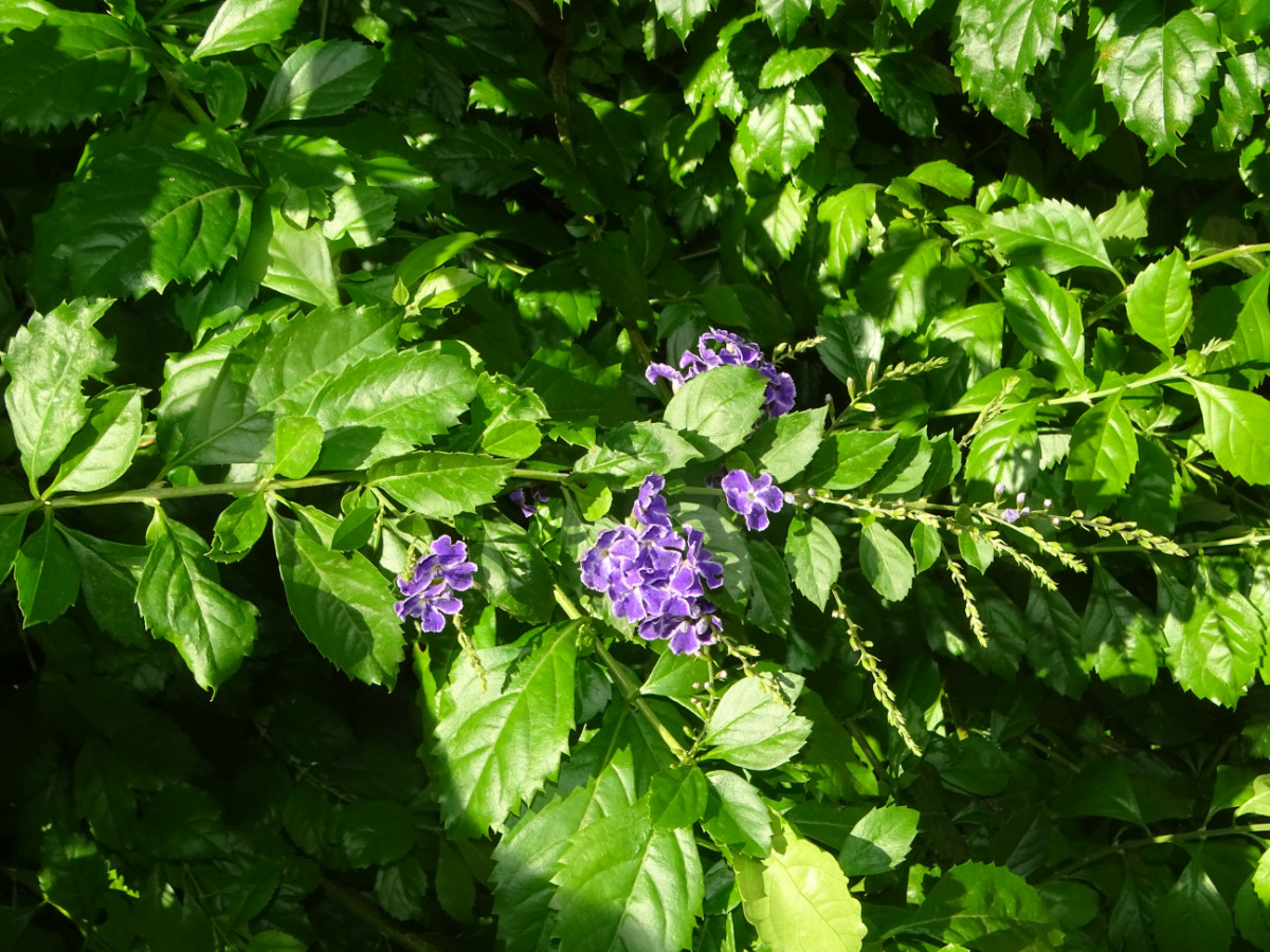 Duranta erecta.JPG